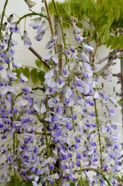 Wisteria Floribunda Lawrence - Bicolour Japanese Wisteria - Large Specimen Plant 6ft+