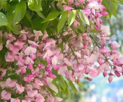 Wisteria Brachybotrys Shiro Beni - Pink Ice Japanese Wisteria - Large Specimen Plant 6ft+ -Plant Garden World wisteria pink ice2