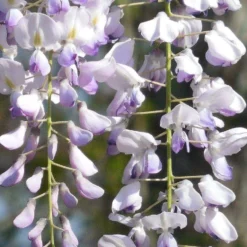Wisteria Floribunda Harlequin - Large Specimen Plant 6ft