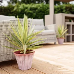 Patio Adams Needle Yucca Jewel Palm Tree - Approx 60cms+ Tall -Plant Garden World x10491