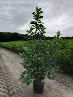 Laurel Hedging - 6-7ft Tall - Pack Of 10 Large Plants - Prunus Laurocerasus Rotundifolia Hedging Laurels + -Plant Garden World xxl laurel 1