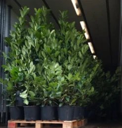 Laurel Hedging - 6-7ft Tall - Pack Of 10 Large Plants - Prunus Laurocerasus Rotundifolia Hedging Laurels + -Plant Garden World xxl laurel packed